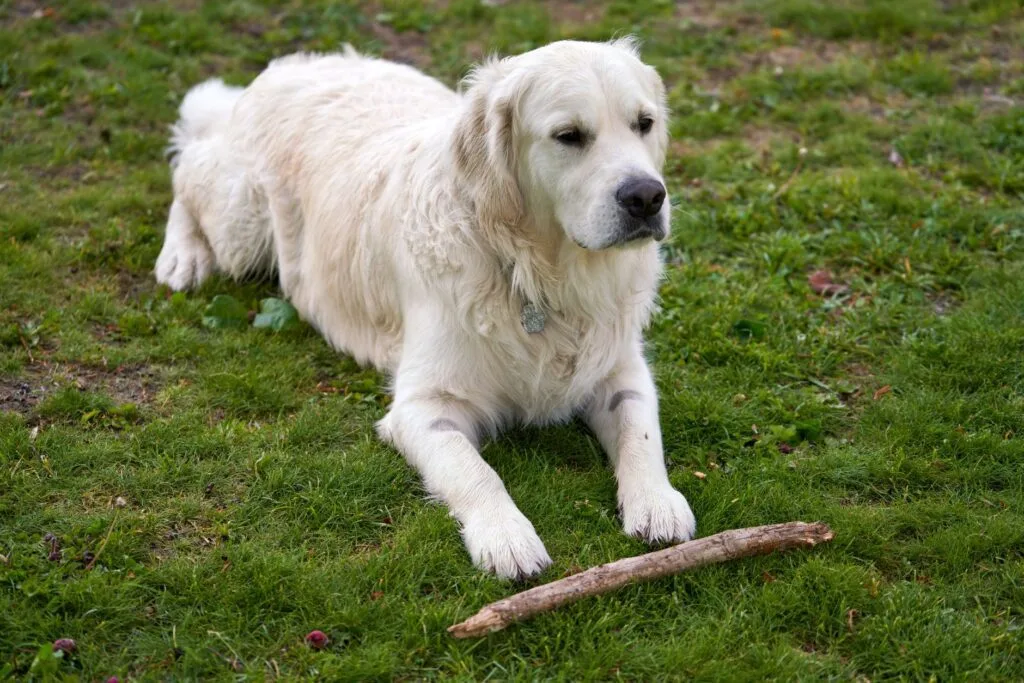 golden retriever common health issues to watch