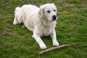 golden retriever common health issues to watch