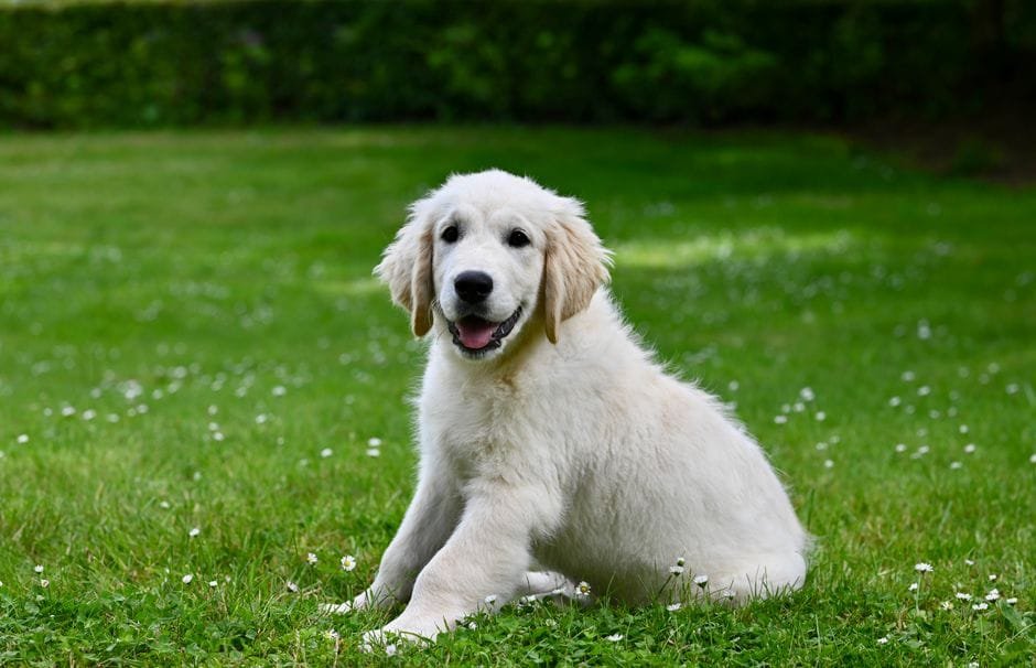 golden retriever puppy training tips for beginners