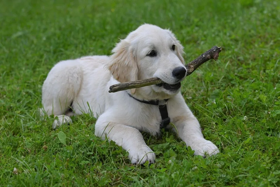golden retriever puppy training tips for beginners