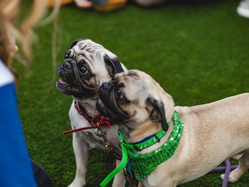 how much does a pug cost in the UK 2
