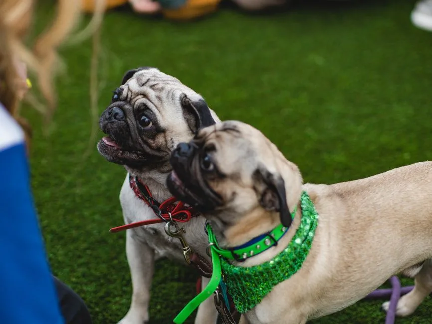 how much does a pug cost in the UK 2