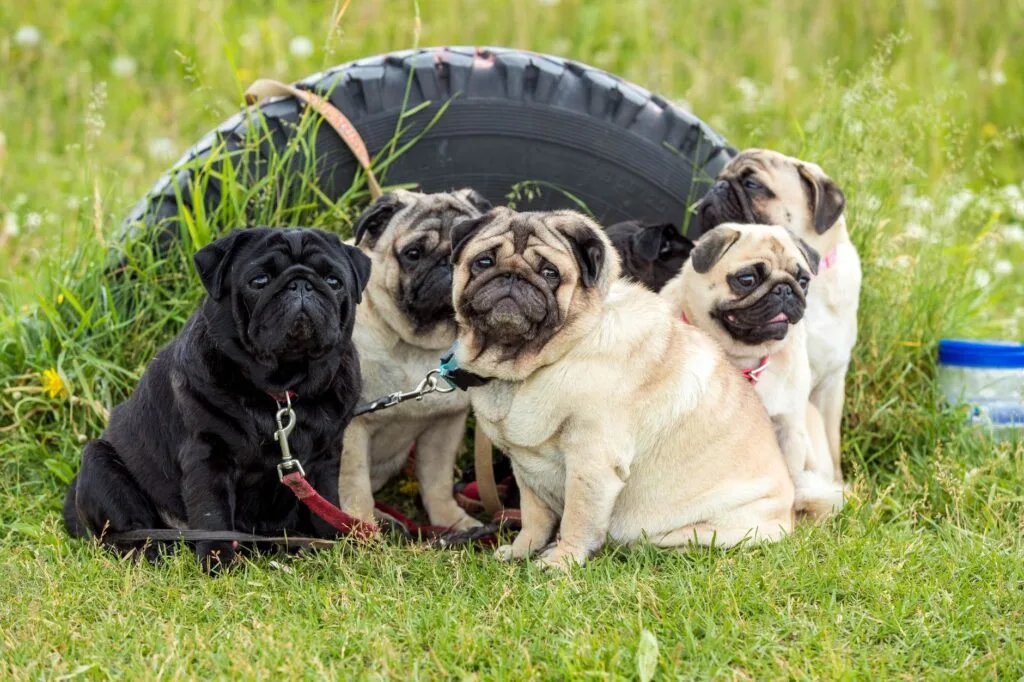 how much does a pug cost in the UK