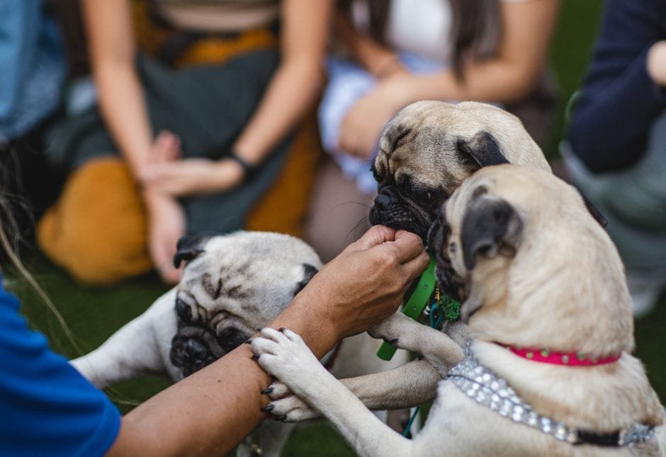 how much does a pug cost in the UK