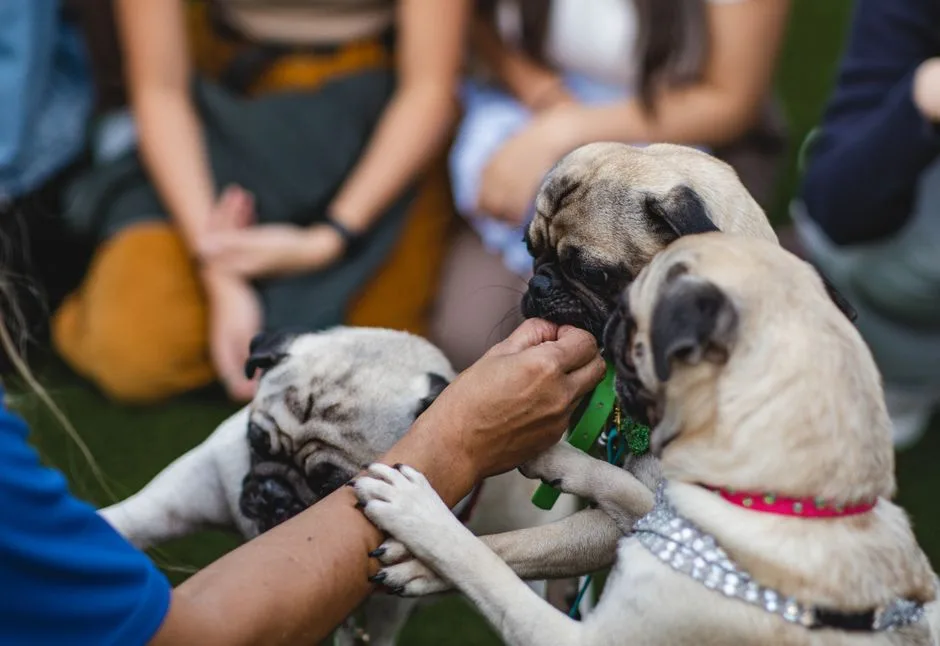 how much does a pug cost in the UK