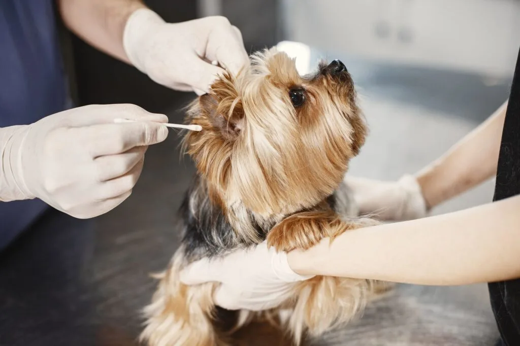 how to clean dog ears safely at home