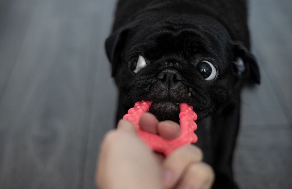 Pug potty training tips