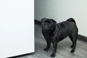 Pug potty training tips
