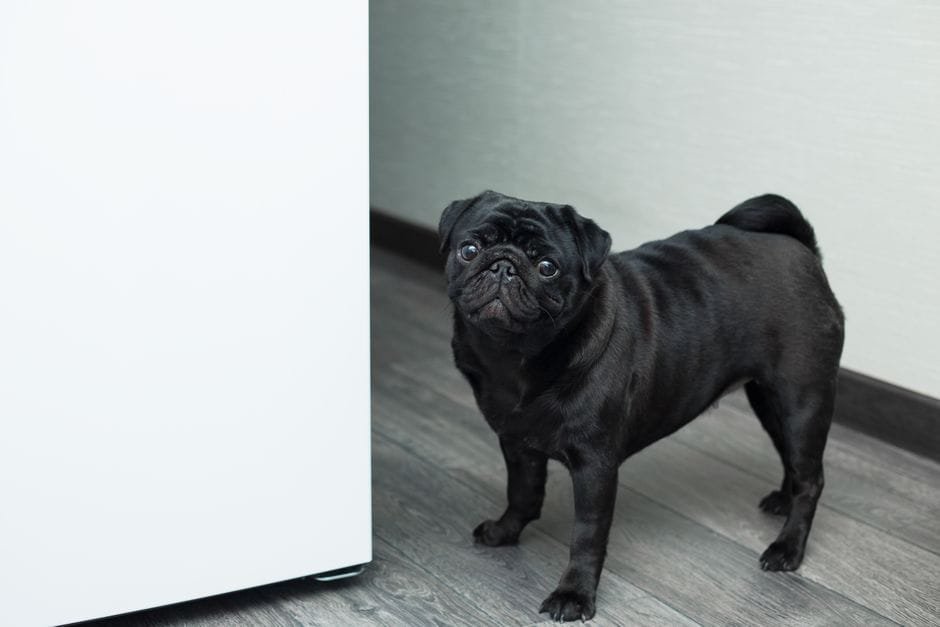 Pug potty training tips