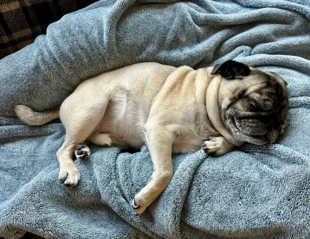 Why do pugs snore so much?