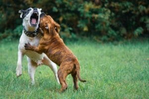 american bulldog diet and nutrition complete guide