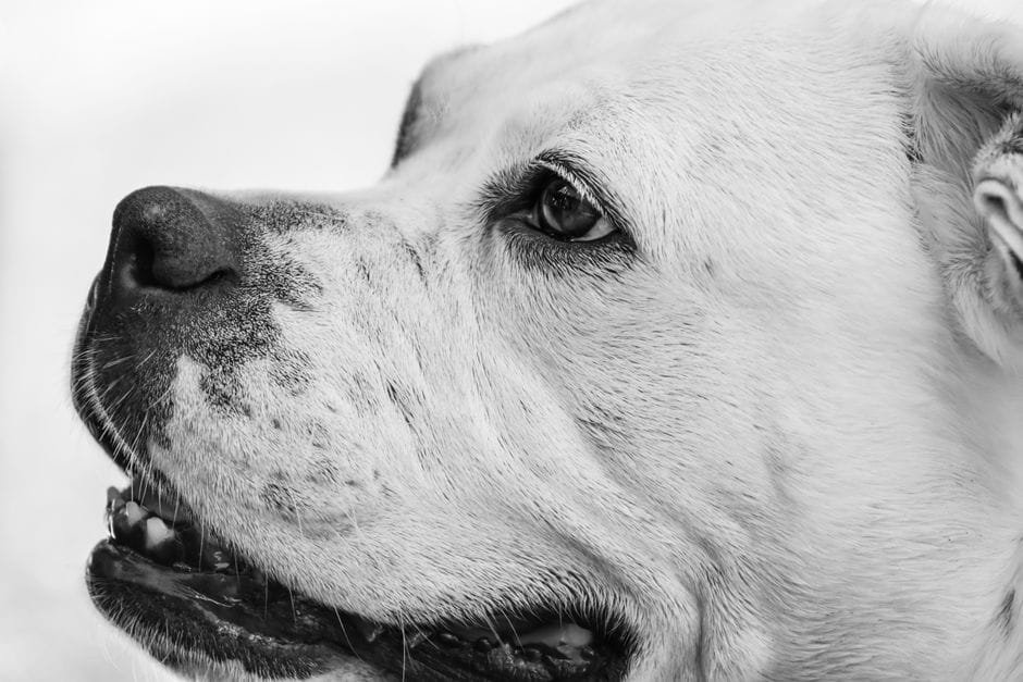 american bulldog diet and nutrition complete guide