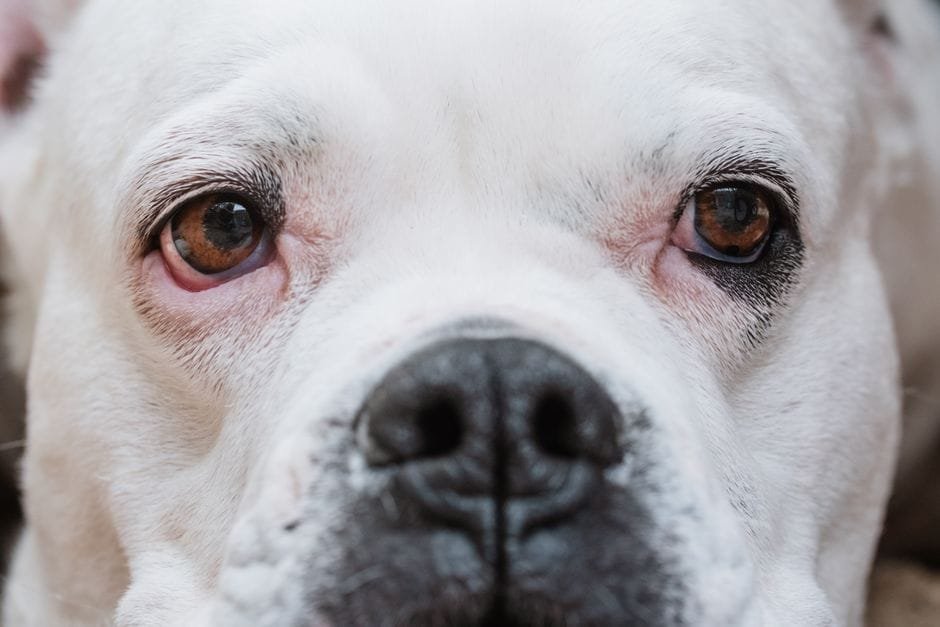 american bulldog puppy growth stages