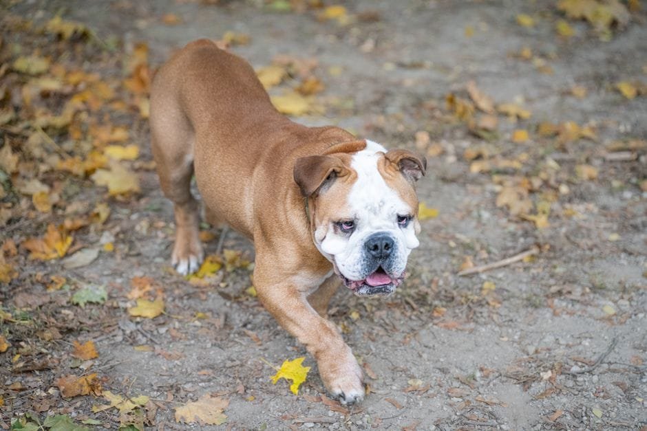 american bulldog vs english bulldog differences