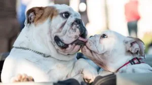 american bulldog vs english bulldog differences
