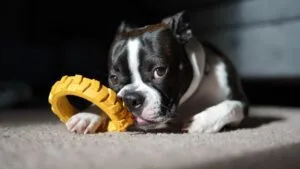 boston terrier diet and nutrition guide
