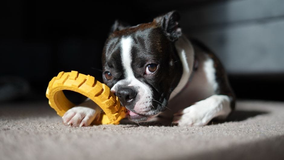 boston terrier diet and nutrition guide