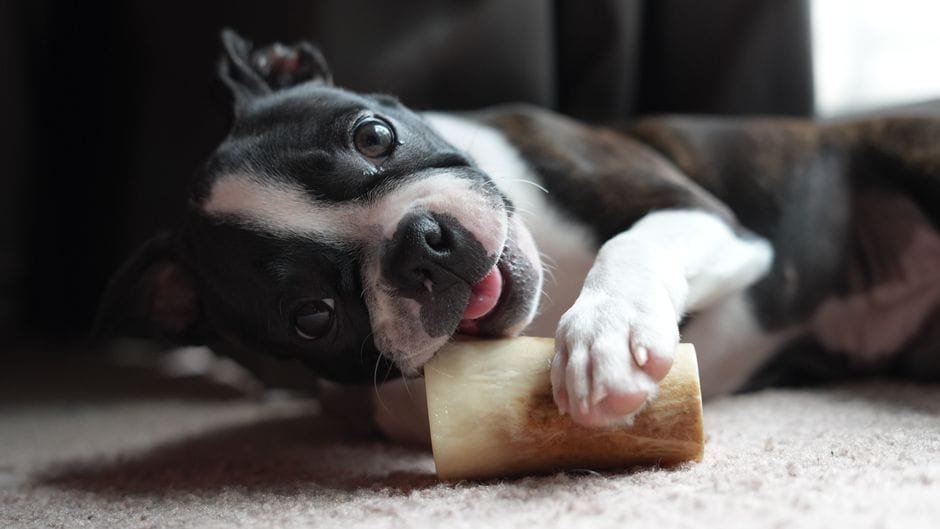 boston terrier diet and nutrition guide
