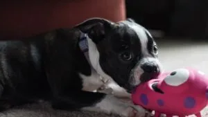 boston terrier grooming tips and routine
