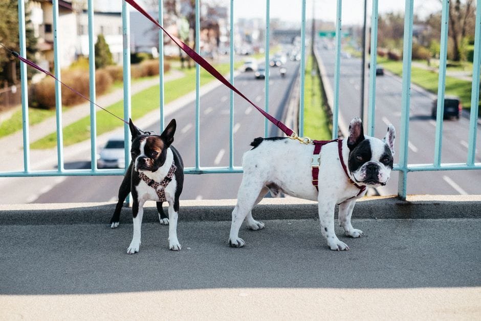 boston terrier vs french bulldog which is better for apartments