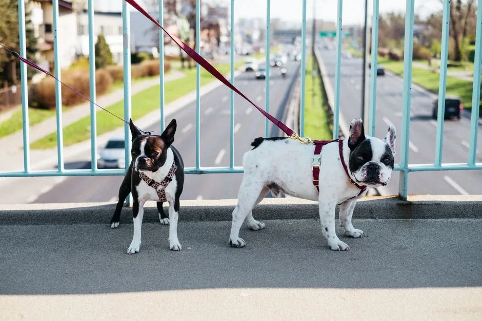 boston terrier vs french bulldog which is better for apartments