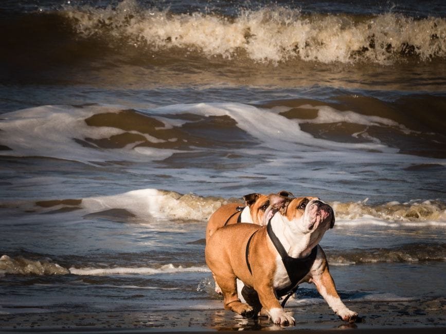 english bulldog weight chart by age