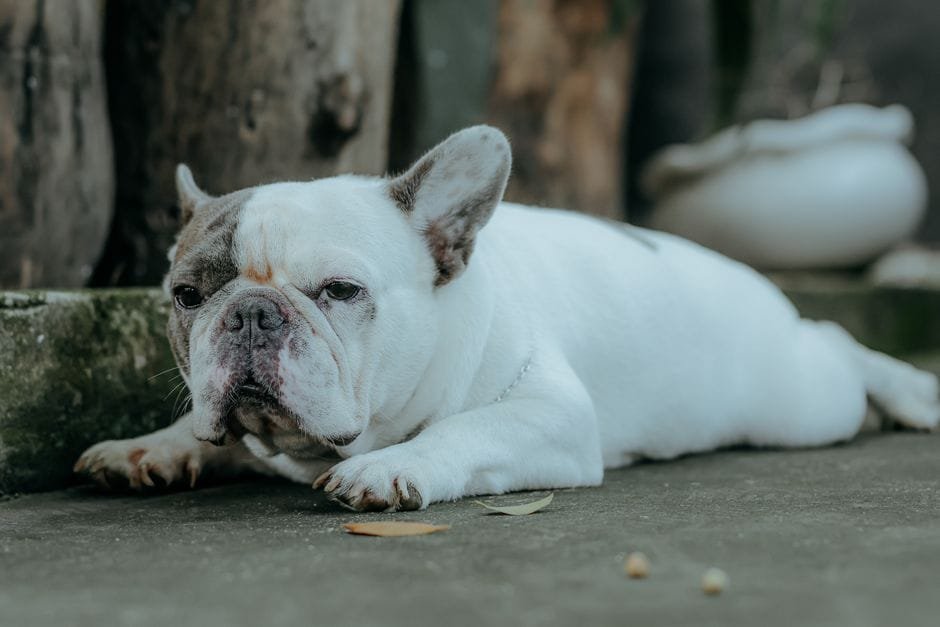 french bulldog breathing problems what to do