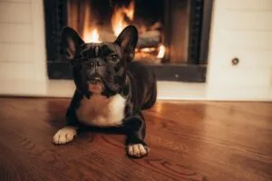 french bulldog breathing problems what to do