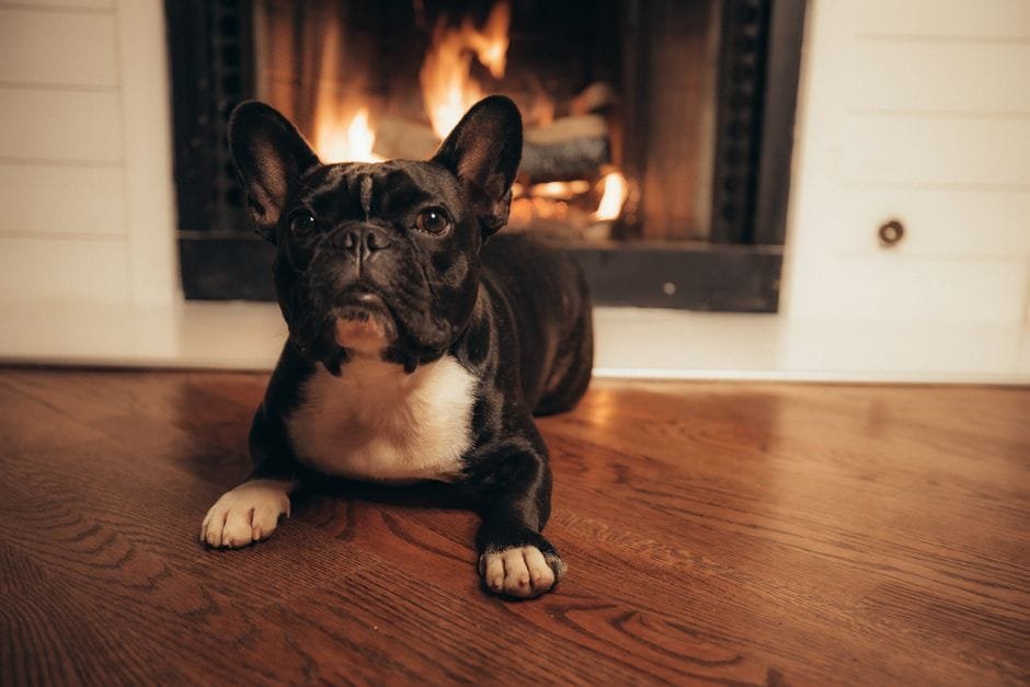 french bulldog breathing problems what to do
