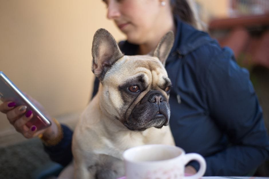 french bulldog puppy socialization guide