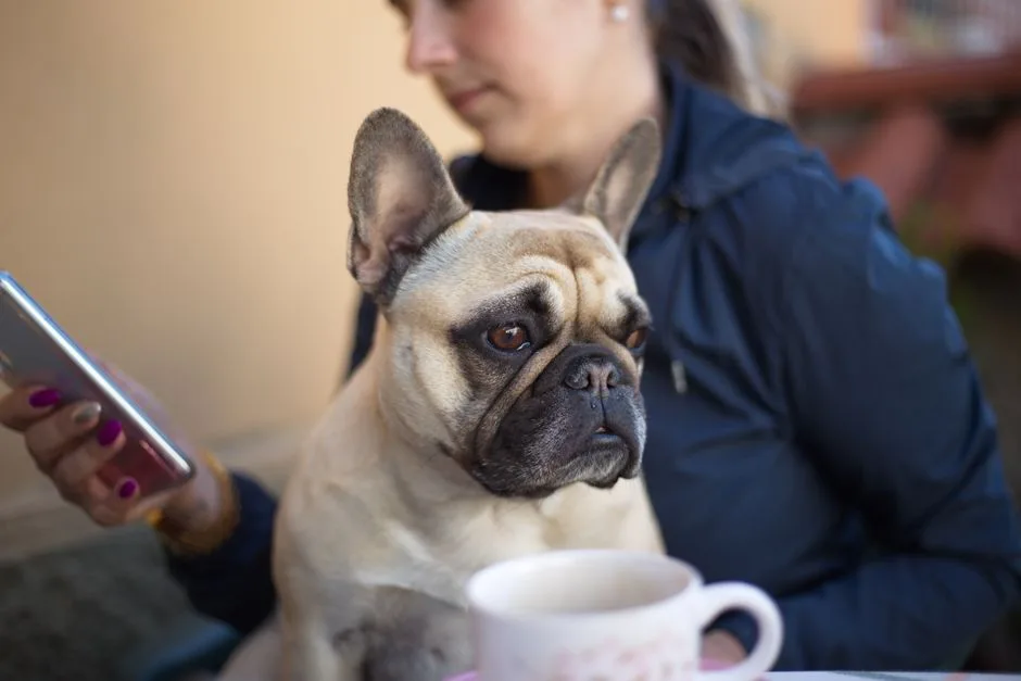 french bulldog puppy socialization guide