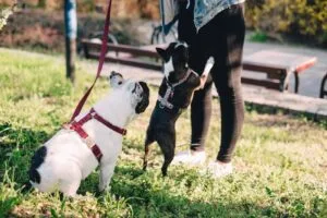 french bulldog puppy socialization guide
