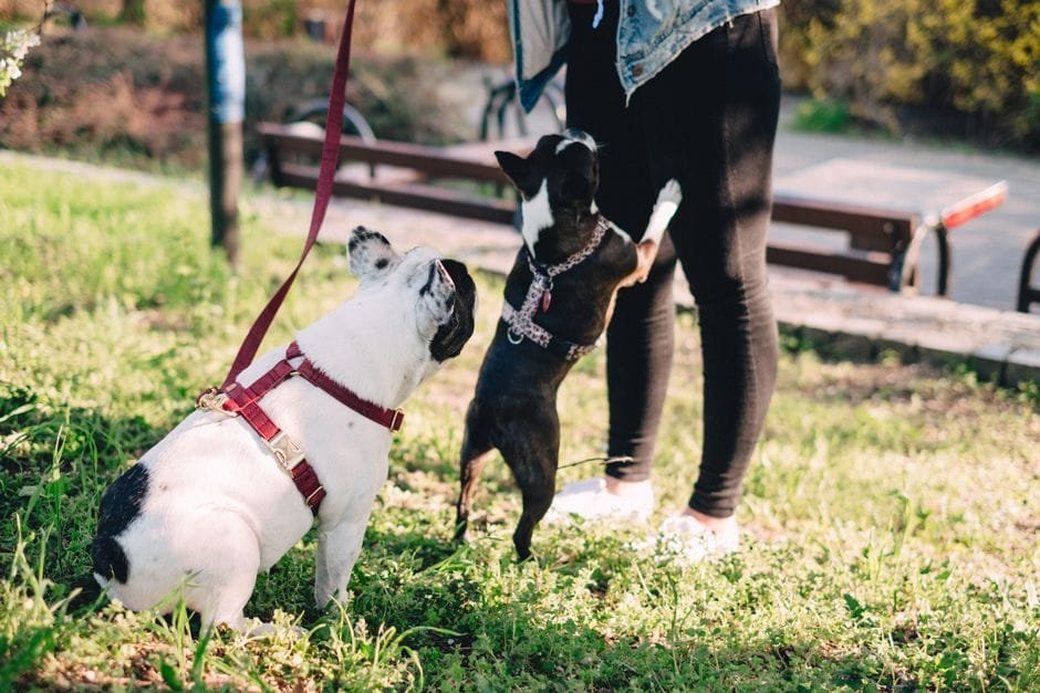 french bulldog puppy socialization guide