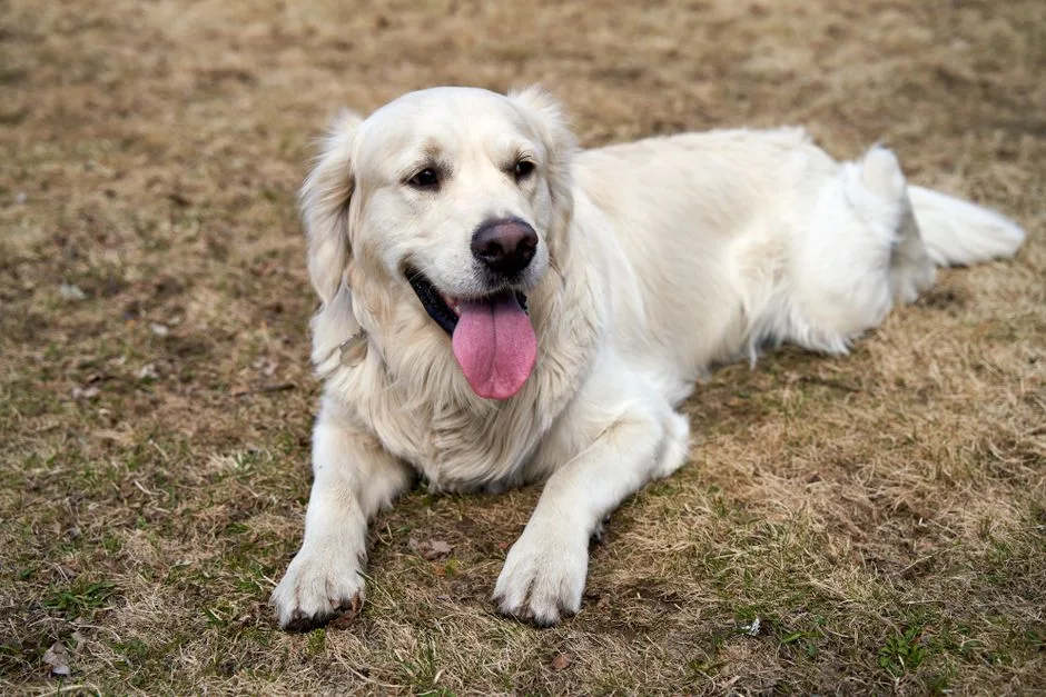 golden retriever temperament with kids and other pets