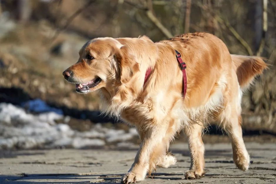 golden retriever temperament with kids and other pets