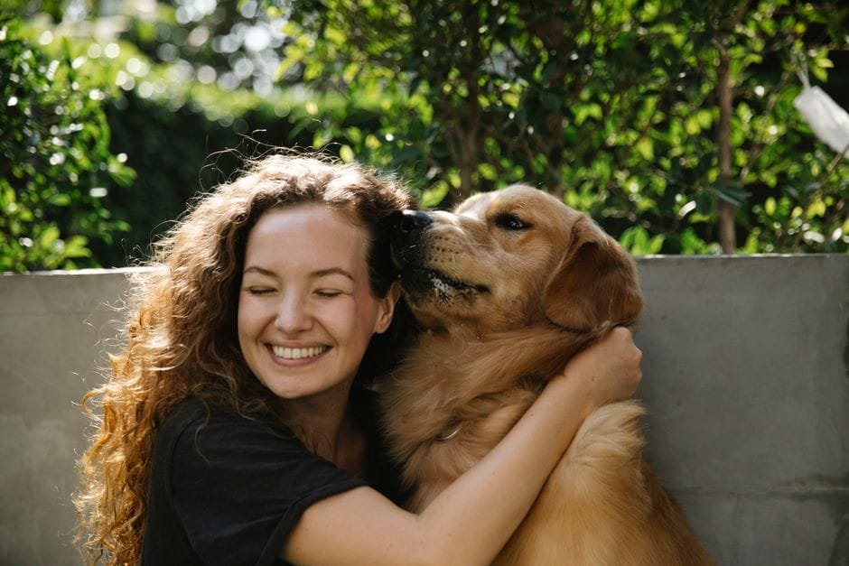 how long do golden retrievers live factors that affect lifespan