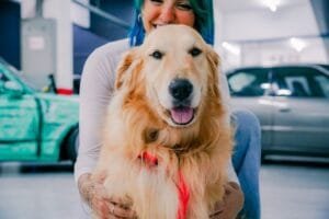 how long do golden retrievers live factors that affect lifespan