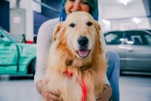 how long do golden retrievers live factors that affect lifespan