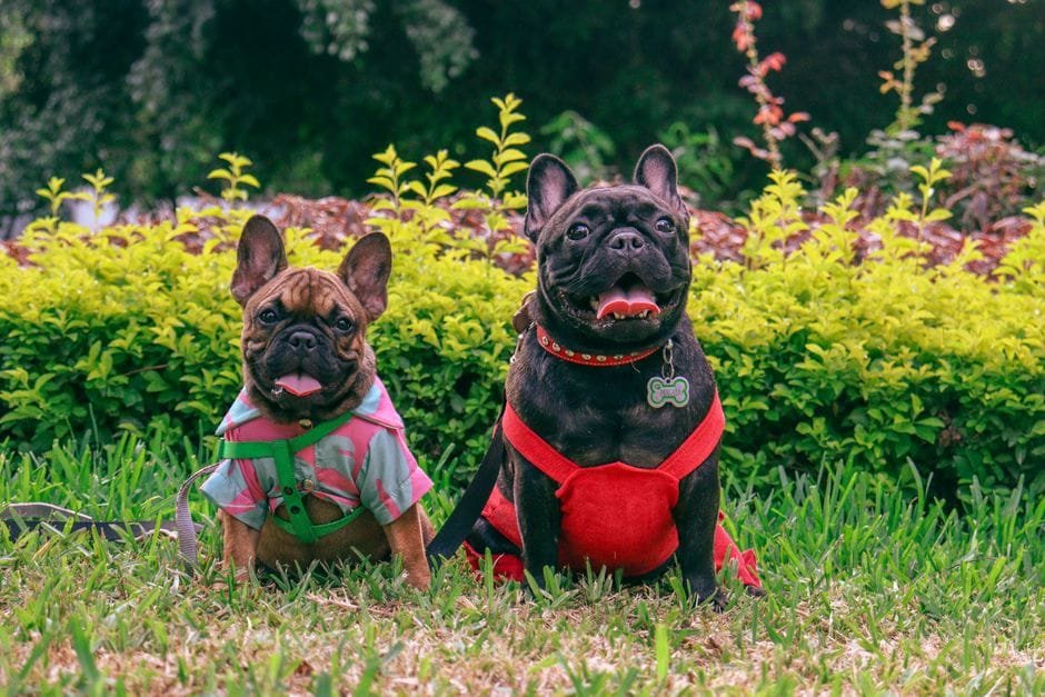 how much does a french bulldog cost