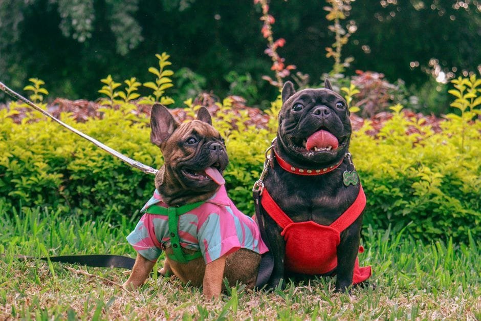 how much does a french bulldog cost