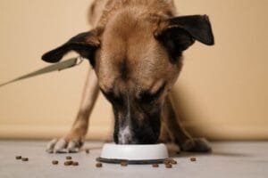 how to choose the right dog food for your breed