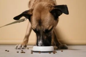 how to choose the right dog food for your breed