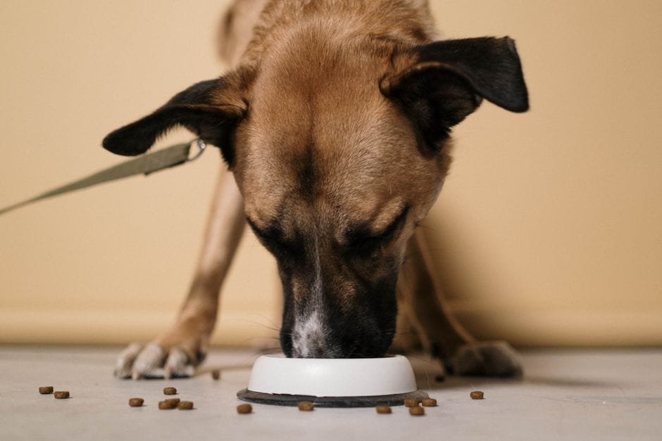 how to choose the right dog food for your breed