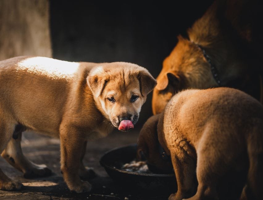 how to choose the right dog food for your breed