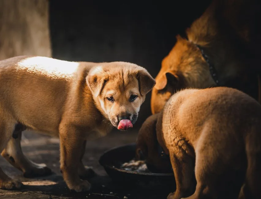 how to choose the right dog food for your breed