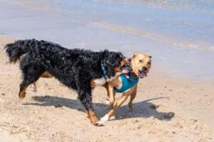 how to introduce a new puppy to an older dog