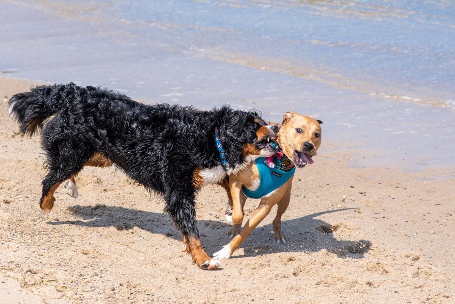 how to introduce a new puppy to an older dog