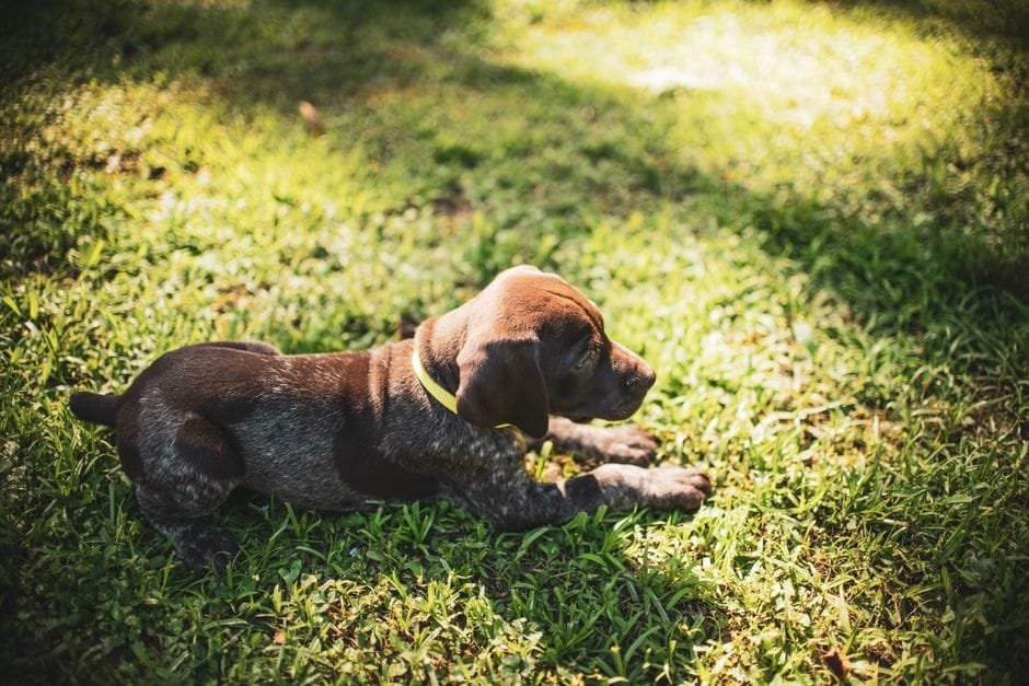 how to introduce a new puppy to an older dog