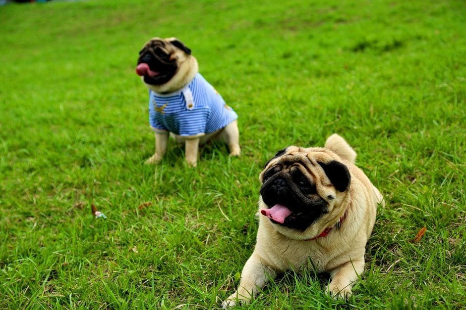 How to prevent pug obesity
