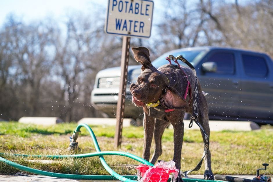 signs your dog is overheating and what to do